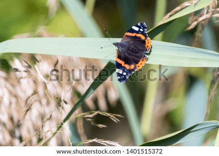 butterfly admiral sitting on green leaf