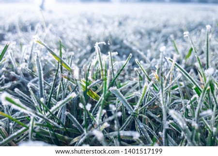 Frozen grass with icy leafs