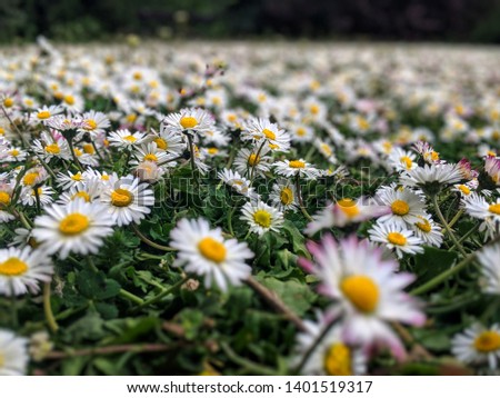 Beautiful closeup photo of Daisies in a bokeh blurred background.
