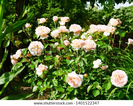 Rose garden on a sunny day