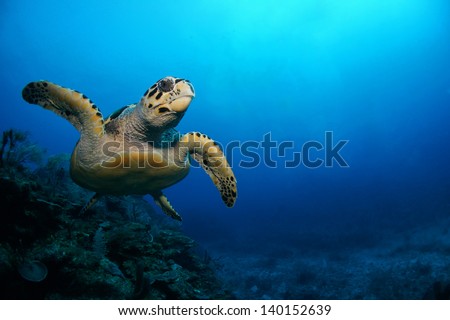 Hawksbill sea turtle swimming above the coral reef  - Riviera Maya, Mexico Royalty-Free Stock Photo #140152639