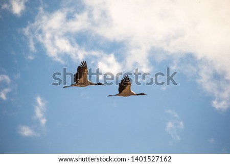 Black-necked crane couple flying over Phobjikha valley, Bhutan