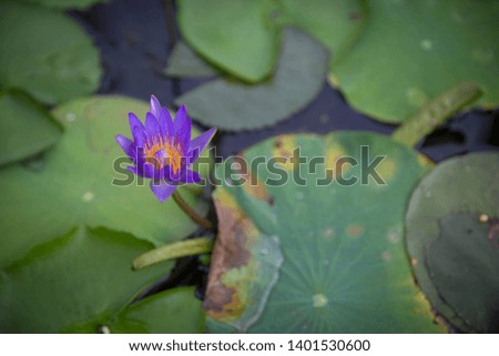Purple lotus among green lotus leaf