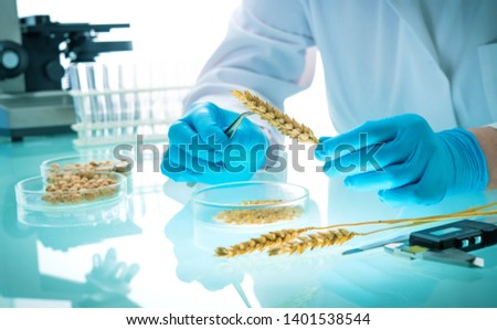 Researcher analyzing agricultural grains and legumes in the laboratory. GMO research of cereals. Testing of  genetically modified seeds Royalty-Free Stock Photo #1401538544