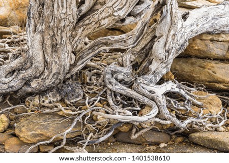 The spreading root system of the old tree on the ground. The variety of shapes in wild nature. Perfect background for the various kinds of collages, illustrations and digital media.Thailand