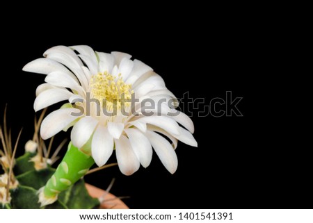 Macro shot of White Gymnocalycium cactus flower with pollen in bloom  isolated on black background.