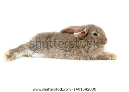 Funny bunny or baby rabbit gray fur and long ears is sitting on white background use as for Easter Day.
