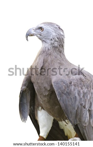 Lesser Fish Eagle ( Ichthyophaga humili )  bird hunters waiting time to hunt 