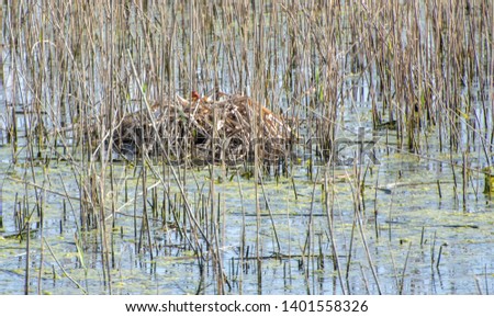 A large bird nest in the middle of a pond with small birds in it.
