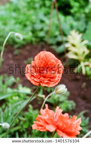 Red poppies and leaves photo. Background for title, picture for blog, decoration