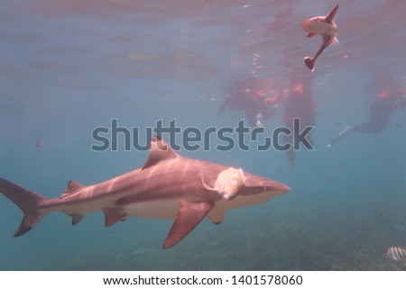 Wild shark at Perhentian Ocean Besut Malaysia