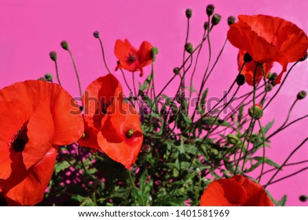 red poppies on a crimson background
Poppy Flower Close-up