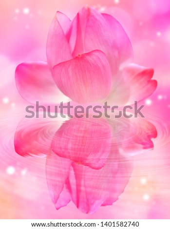 beautiful pink lotus , And reflection on the water,colorful background,(photo blurred.)