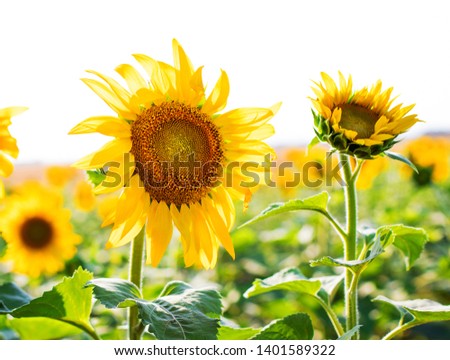 field of sunflowers with smiling faces