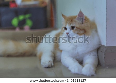 Persian cat, brown fur  interested in something intently, Cute pet take pictures in the house.