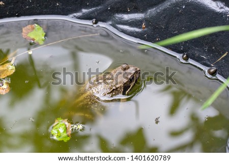 A closeup of a frog or toad with its head emerging from the surface of a garden pond