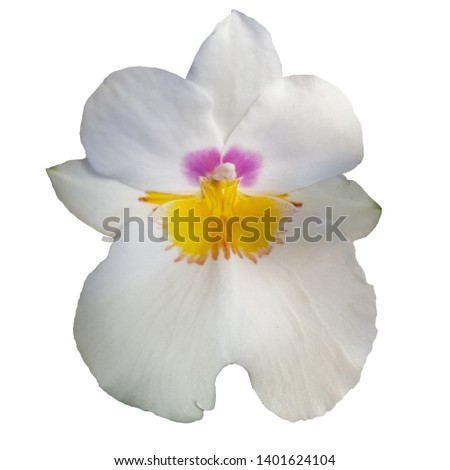 white orchid flower with pink eyes isolated on white background