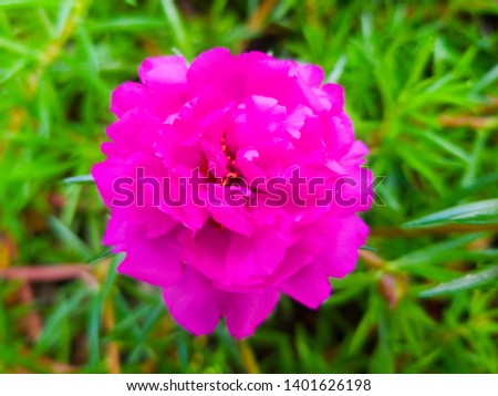 violet portulaca with vegetation as a background
