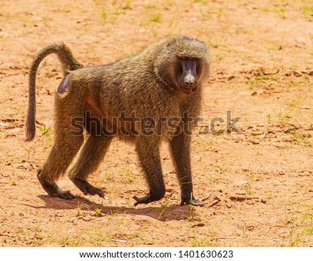 Olive baboon, anubis baboon, Papio anubis, close-up side view face body, on dry earth sand, Samburu National Reserve, Kenya, East Africa cut lip injured fight