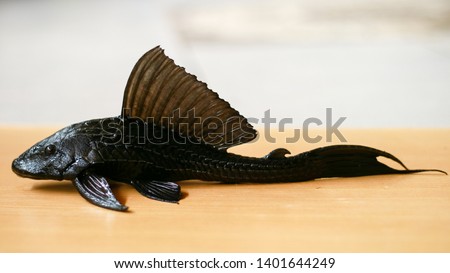 Sucker-mouth catfish (Hypostomus plecostomus) on wood background.  Royalty-Free Stock Photo #1401644249