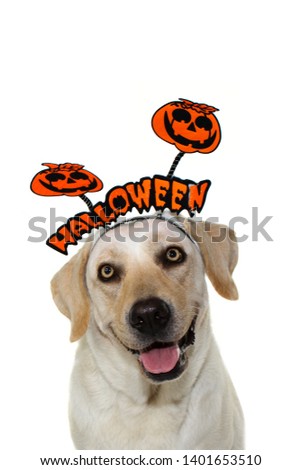 DOG HALLOWEEN PORTRAIT. FUNNY LABRADOR RETRIEVER WEARING A DIADEM SIGN. ISOLATED ON WHITE BACKGROUND.