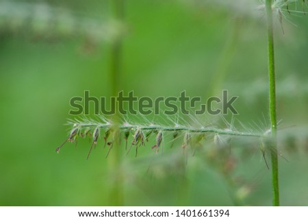 green grass flower plant nature