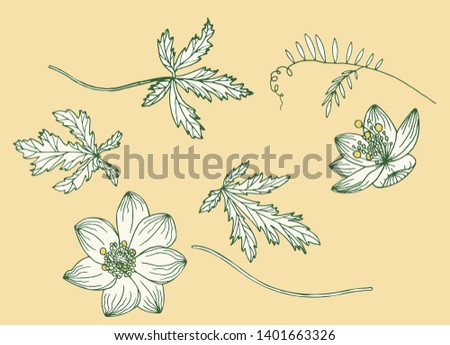 Vector set of doodle floral elements. Flower graphic design. Wild flowers and leaves. Hand drawn vector botany set. Anemone nemorosa and Vicia cracca.