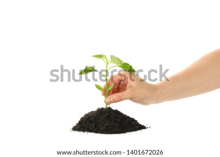Woman hold seedling in black soil, isolated on white background. Environmental protection
