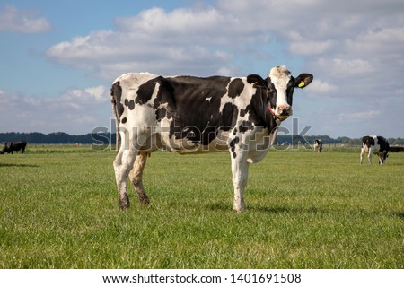 Black pied cow, friesian holstein, in the Netherlands, standing on green grass in a meadow, pasture, at the background a few cows, yellow ear tags and a blue sky. Royalty-Free Stock Photo #1401691508