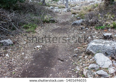 Pathway rocky in the forest