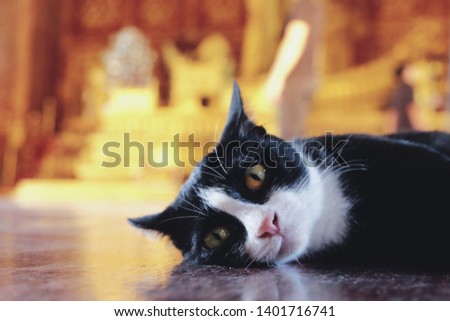 Thai black and white cat laying on wooden floor in Thai temple with golden chair 1