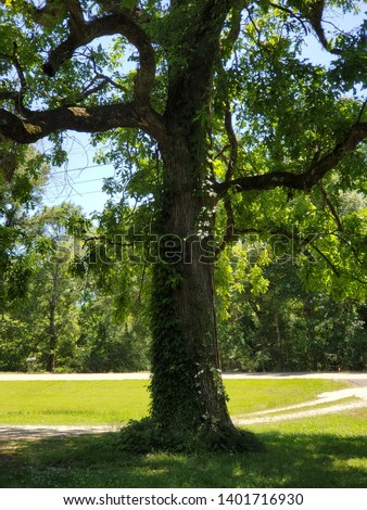 Beautiful greenery tree scenery in nature
