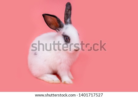 Funny bunny or baby rabbit white fur and long ears is sitting on pink background use as for Easter Day.
