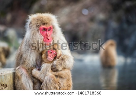 Japanese Snow monkey Macaque mother hug its baby to prevent cold near hot spring pond of Jigokudani Park at winter, Yamanouchi, Nagano, Japan. Famous landmark to see wildlife.