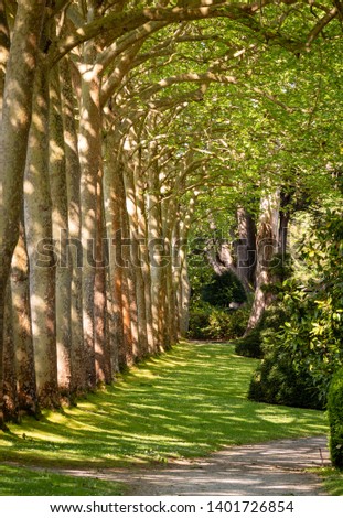 Walkway Lane Path With Green Trees in Forest. Beautiful Alley In Park. Pathway Way Through Forest