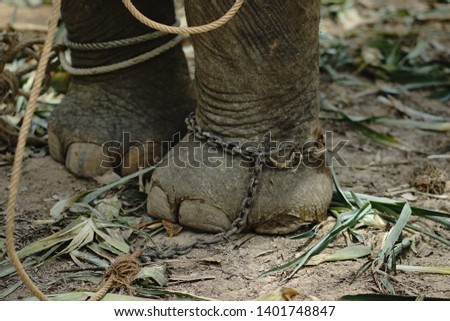 A detail on elephants foot with a chain around, captured Thailand