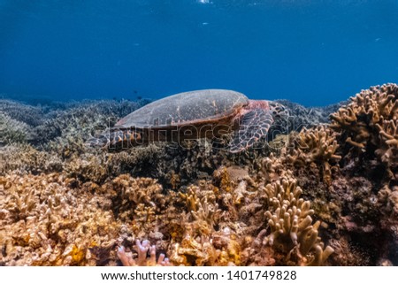 Hawksbill sea turtle swims in the coral reef searching for food. The hawksbill's narrow head and jaws shaped like a beak allow it to get food from crevices in coral reefs.
