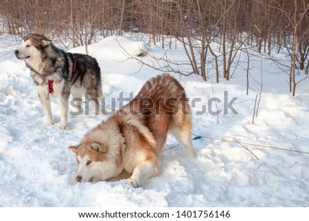 Dogs are prepared in the winter to race in dog sledding. Adult dogs and puppies