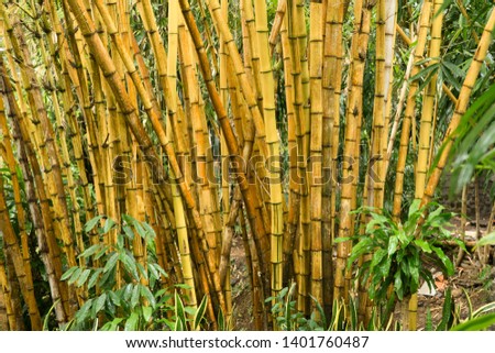 Yellowish stems of bamboo plants creating impenetrable wall in Bali, Indonesia