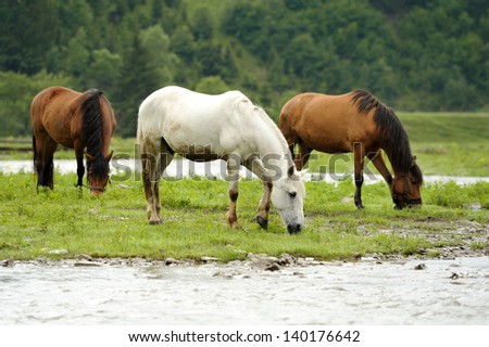 A horse in a river on a background of mountains