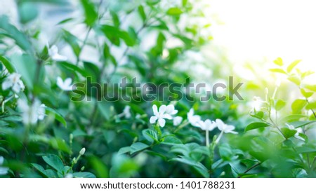 Green leaves leaf color background tropical plant nature environment. and dark tone.