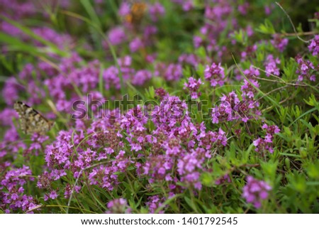 fresh thyme grows in the meadow