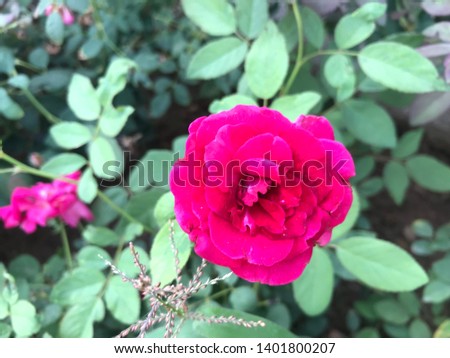 Natural Pink Rose Flower at Farm. No Editing. It was captured during summer time.