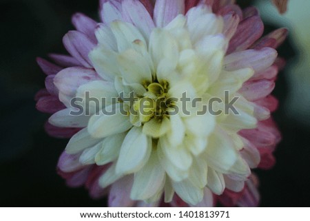 close-up macro image of pink and white delicate soft twisted petals of a chysanthemum flower in a garden, rural New South Wales, Australia  