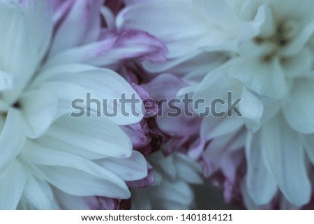 close-up macro image of pink and white delicate soft twisted petals of a chysanthemum flower in a garden, rural New South Wales, Australia  
