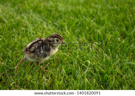 pheasant chick in green grass. Agriculture
