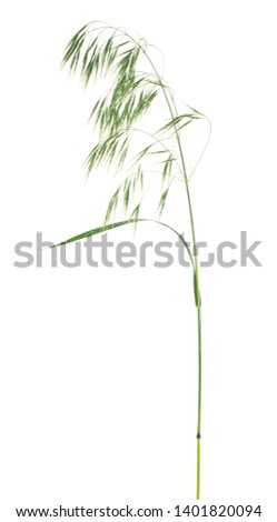 Green spikelet of wild oats isolated on a white background Royalty-Free Stock Photo #1401820094