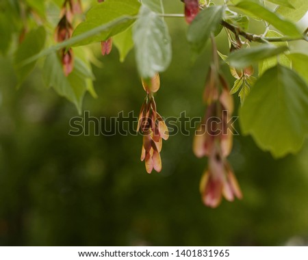 seeds and leaves of an ashen tree on a completely green blurred background. The picture is illuminated by the bright sun.