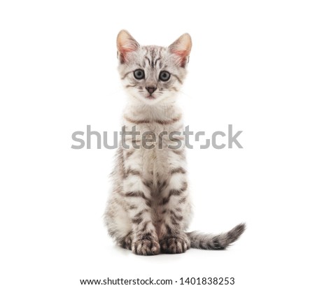 Little gray kitten isolated on a white background.