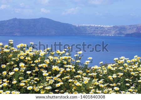 Daisy wildflowers on a background of blue sky, blue sea and island. Summer sunny morning on the island of Santorini, Greece. Euro travel.